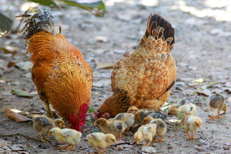 gemakkelijk te kwetsen Eik baseren Kippenfokkers.nl - Een betrouwbaar adres voor het kopen van kippen